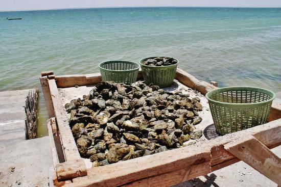 Ceste di ostriche appena raccolte sulla laguna di Dakhla