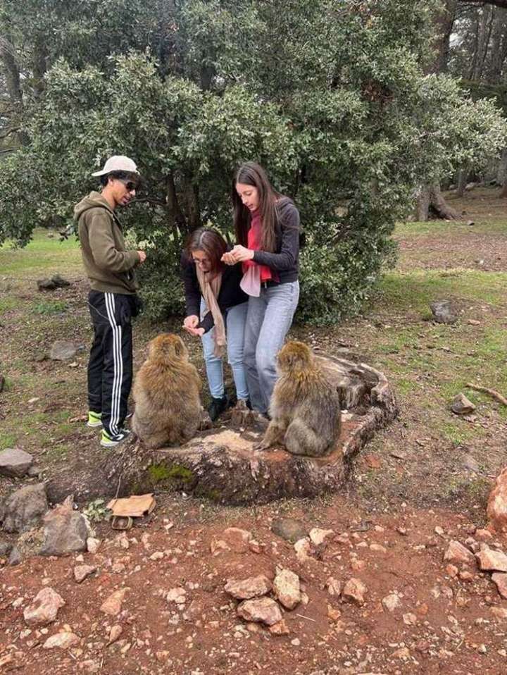 Incontro con le scimmie nella foresta di cedri