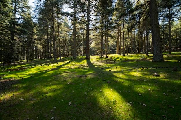 La foresta di cedri di Azrou attraversata dalla luce